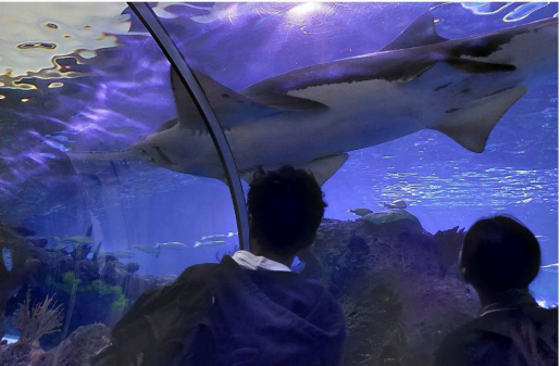 Students watch a large shark in an aquarium